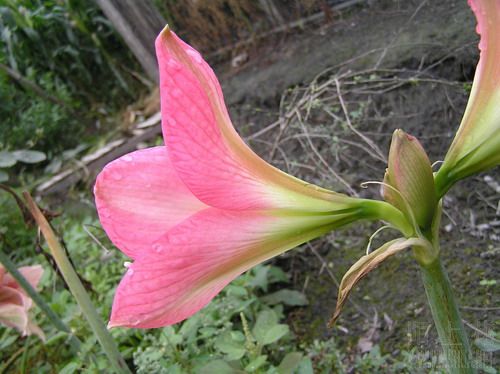 pink impression 4.jpg